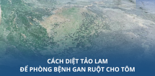 Cách diệt tảo lam để phòng bệnh gan ruột cho tôm